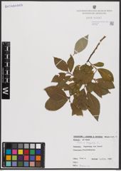 Foto von Salix caprea L.